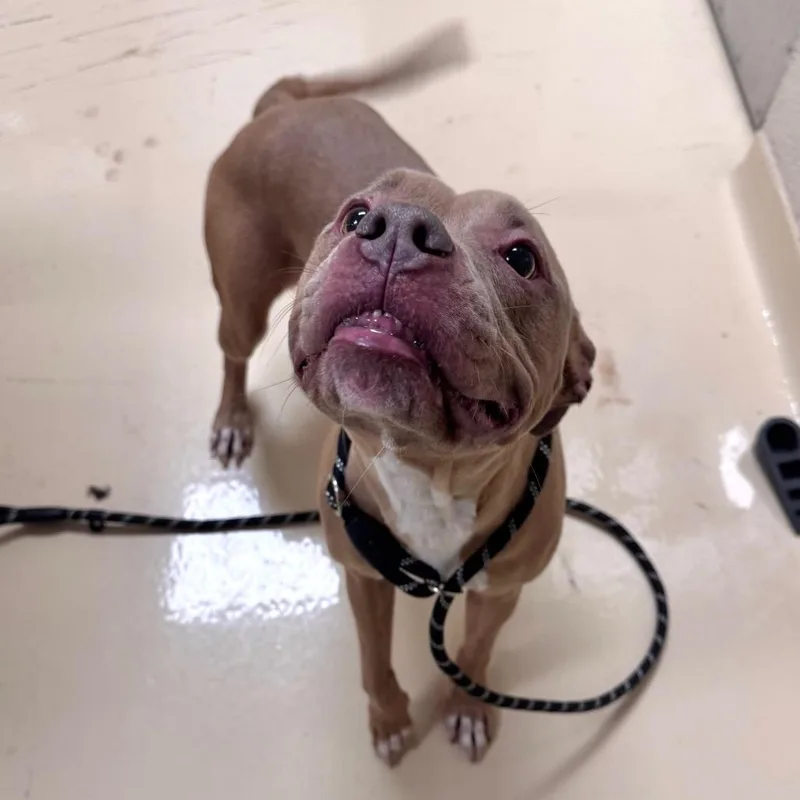 An adult medium-sized female Brown / Chocolate Mixed Breed dog named Sophie for adoption in Winston Salem, NC