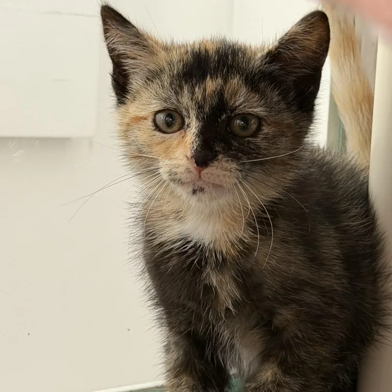 A baby small-sized female Domestic Short Hair cat named Helen for adoption in Los Angeles, CA