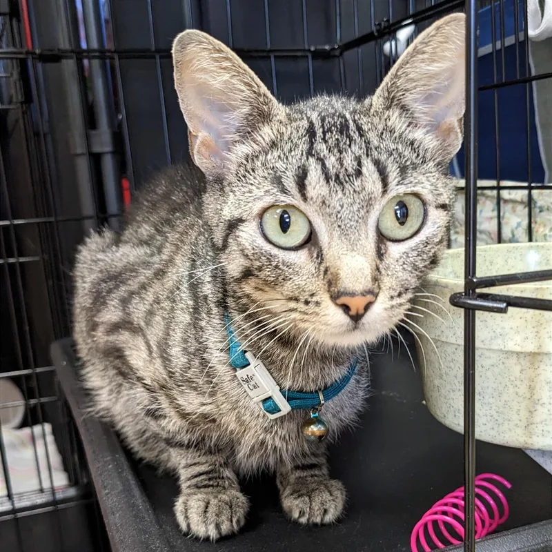 An adult medium-sized female Gray / Blue / Silver Domestic Short Hair cat named Jenna LR for adoption in Union, MO