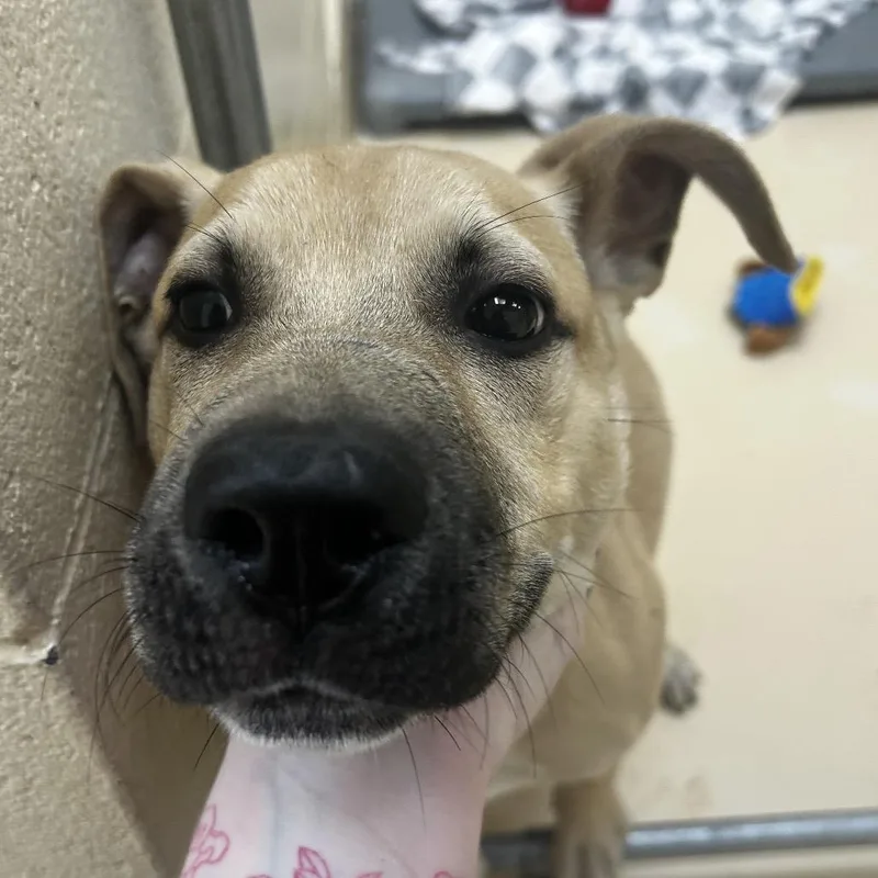 A baby medium-sized male Akita dog named Mike for adoption in Winston-Salem, NC