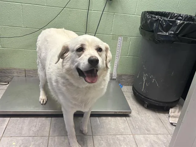 An adult extra large-sized female Great Pyrenees dog named Paisley for adoption in Grand Prairie, TX