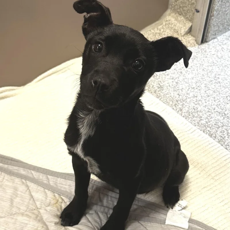 A baby medium-sized female Black Mixed Breed dog named Rosie for adoption in Washington Township, OH