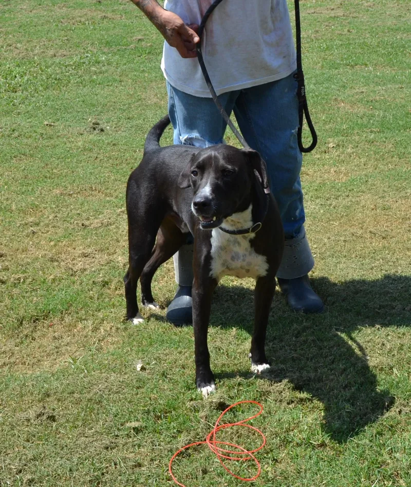 An adult medium-sized male Black Black Labrador Retriever dog named Chewy for adoption in Jackson, LA