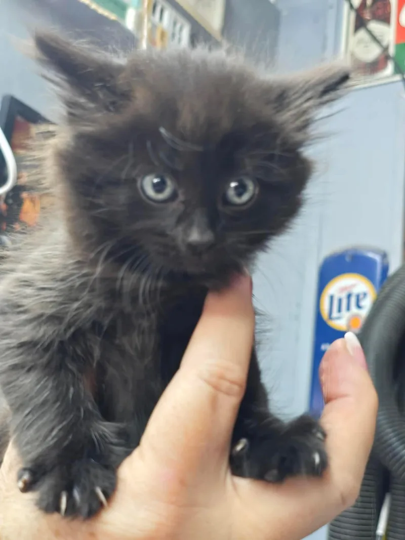 A baby medium-sized female Black Domestic Long Hair cat named Jessica for adoption in hinckley, IL