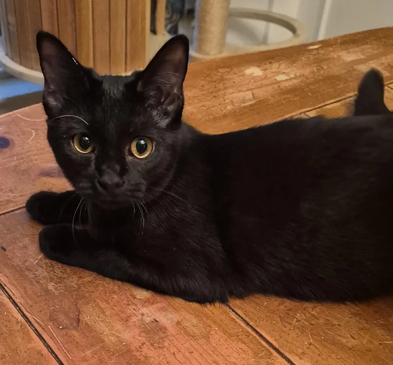 A young small-sized female Domestic Short Hair cat named Briar for adoption in Clayton, NC
