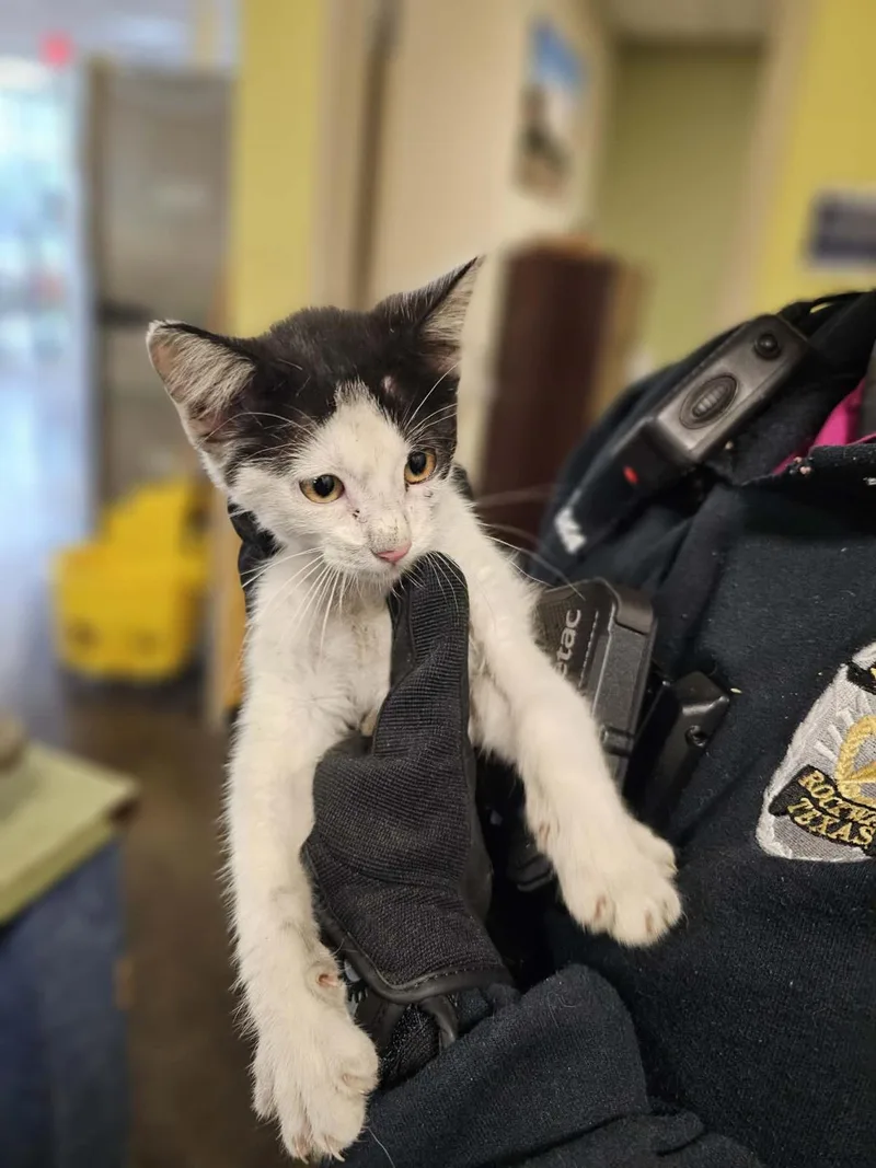 A young small-sized female White Domestic Short Hair cat named Daisy for adoption in Rockwall, TX