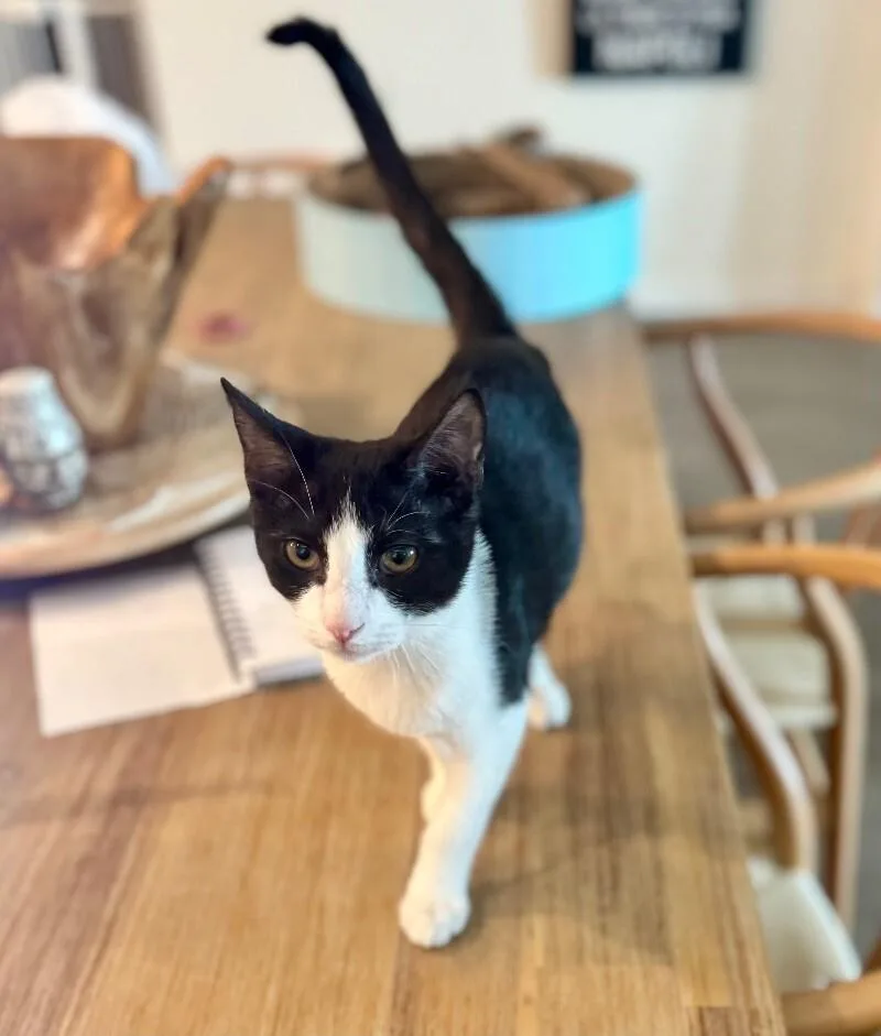 Crumb  Cookie Litter