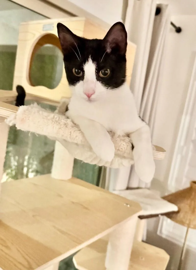 Crumb  Cookie Litter thumbnail 2