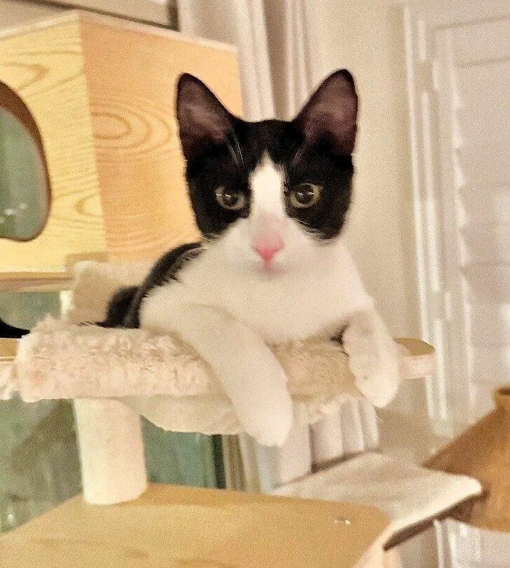 Crumb  Cookie Litter thumbnail 3