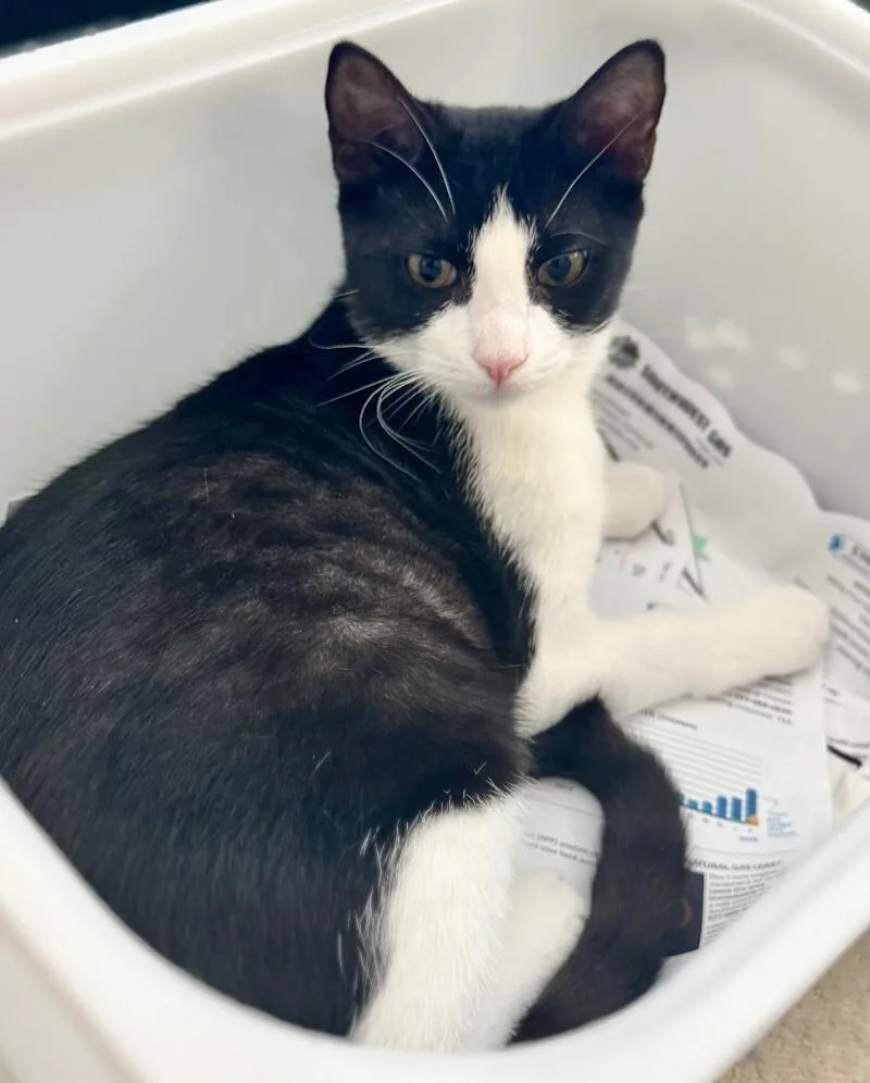 Crumb  Cookie Litter thumbnail 4