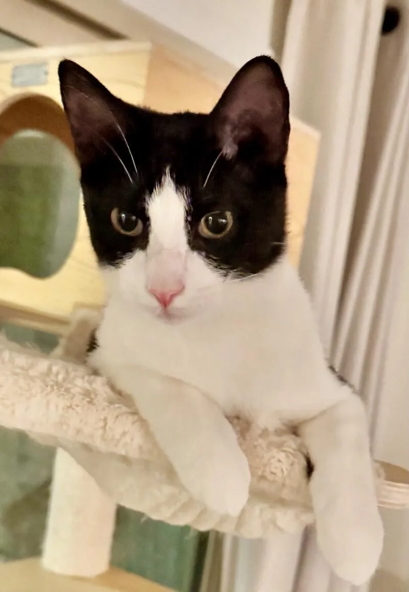 Crumb  Cookie Litter thumbnail 5