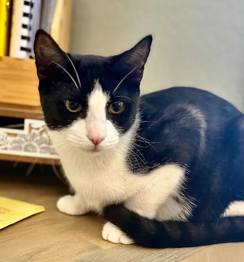 Crumb  Cookie Litter thumbnail 6