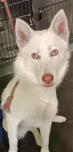 A young large-sized male Siberian Husky dog named Chi Blanco for adoption in Los Angeles, CA