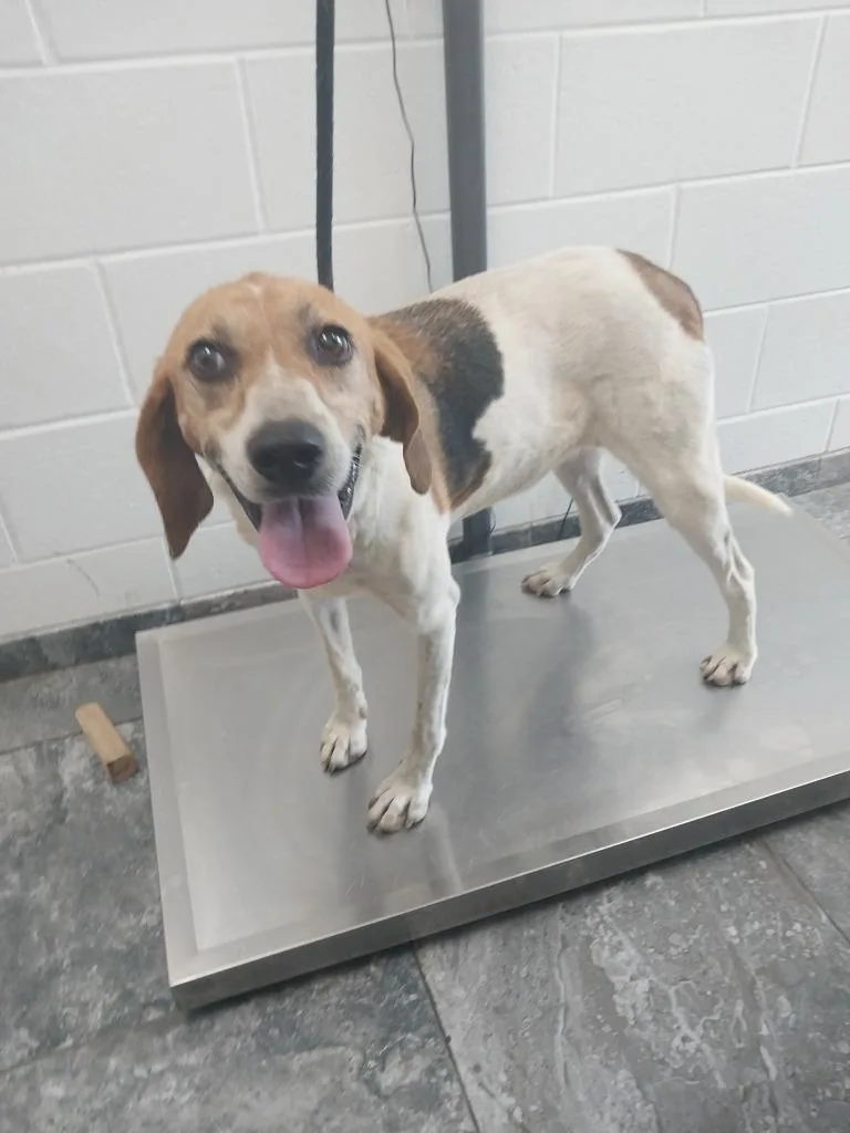 An adult large-sized female Mixed Breed dog named Ruth for adoption in Oxford, NC