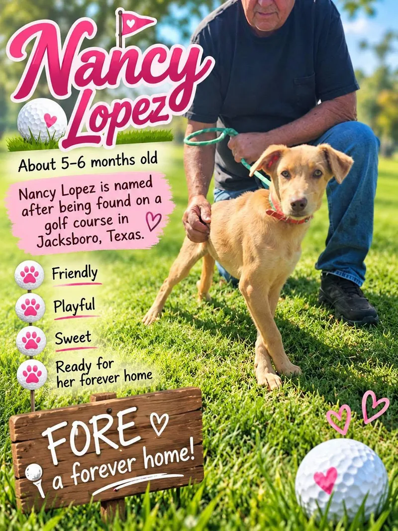 A baby medium-sized female Labrador Retriever dog named Nancy Lopez for adoption in Fort Worth, TX
