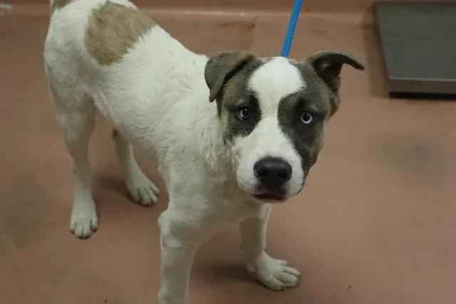 A young large-sized male Mixed Breed dog named Ironwood for adoption in Columbia, SC