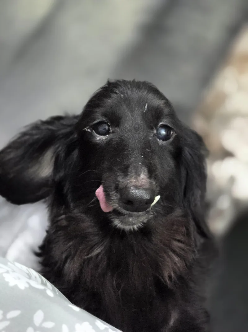 A senior small-sized male Black Dachshund dog named Jupiter for adoption in New York, NY