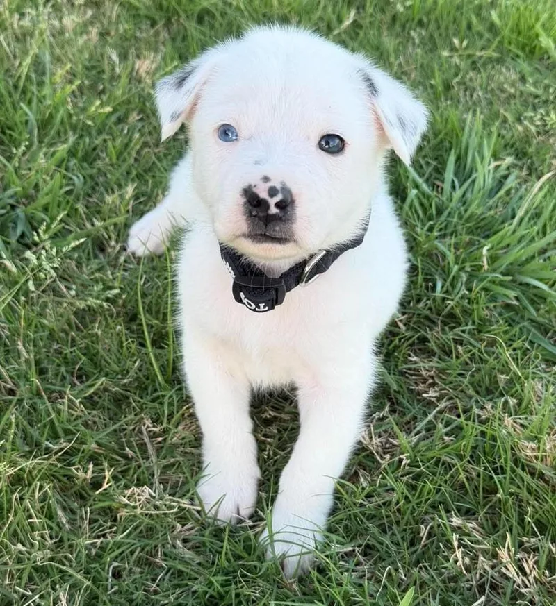 A baby medium-sized male White / Cream Border Collie dog named Harry Potter for adoption in Kiowa, OK
