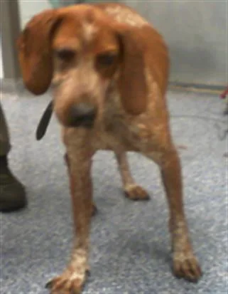 An adult large-sized male English Coonhound dog named Nigel for adoption in Charlotte, NC