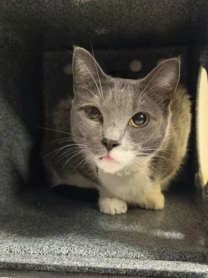 An adult medium-sized female Domestic Short Hair cat named Marley for adoption in Daytona Beach, FL