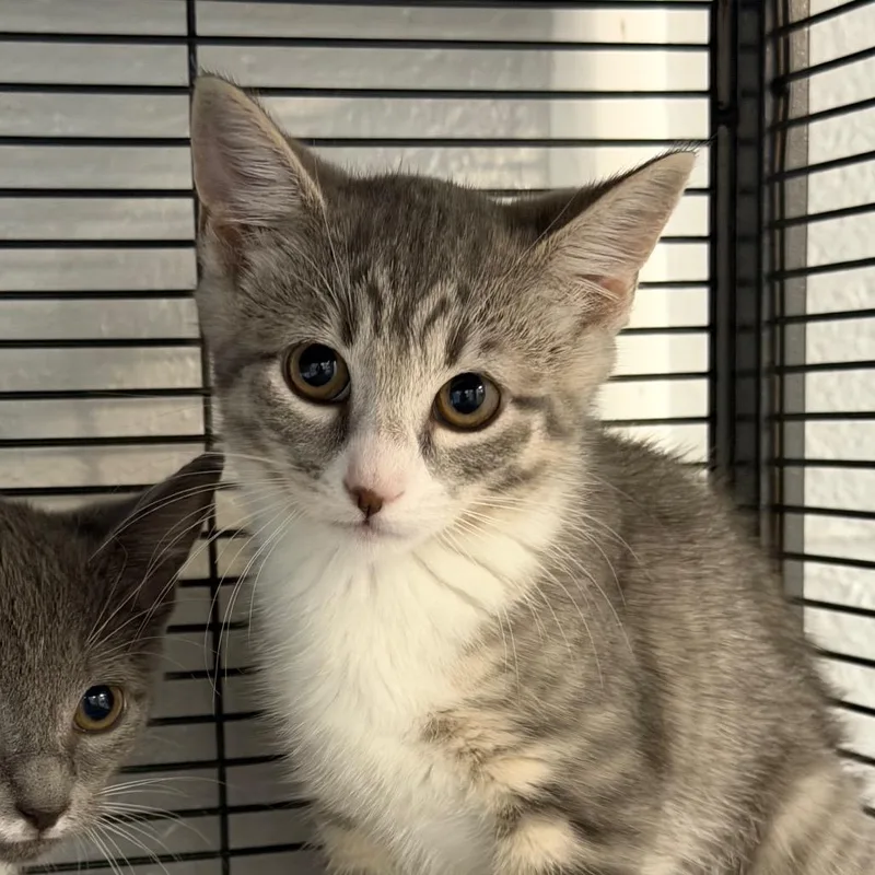 A baby small-sized female Gray / Blue / Silver Domestic Short Hair cat named Taki for adoption in Hampton Bays, NY
