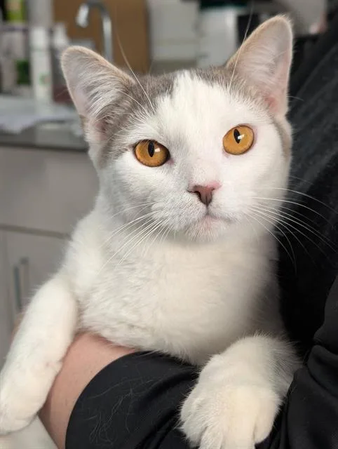A young medium-sized male Domestic Short Hair cat named Ernie for adoption in Canfield, OH
