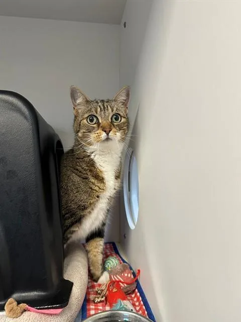 An adult medium-sized female Domestic Short Hair cat named Cinder for adoption in San Luis Obispo, CA