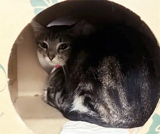 A young large-sized female Domestic Short Hair cat named Bay for adoption in Saint Louis, MO