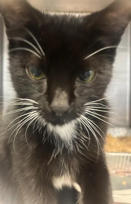 A baby small-sized male Domestic Short Hair cat named Miso for adoption in Chamblee, GA