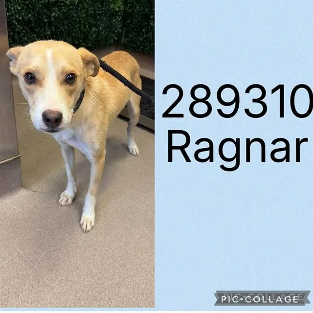 A young medium-sized male Mixed Breed dog named Ragnar for adoption in Macon, GA