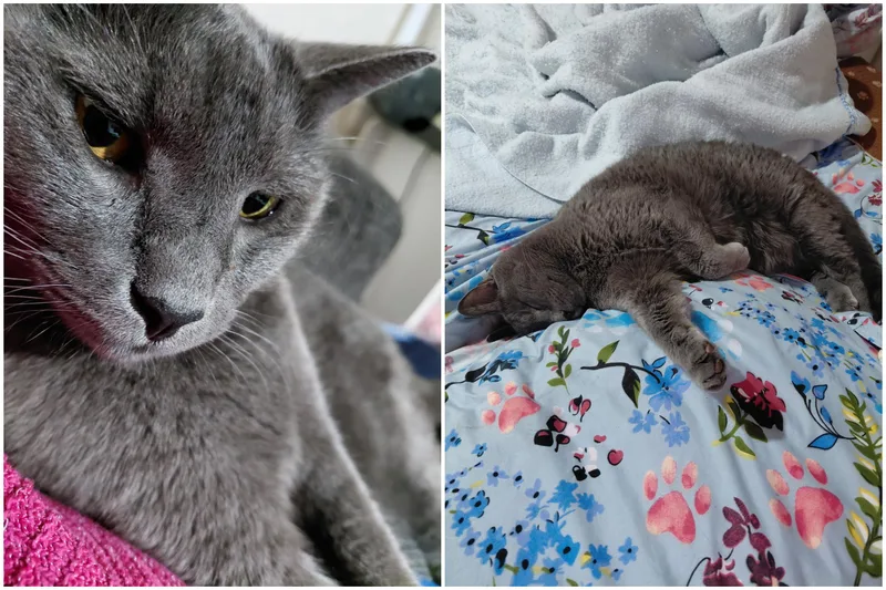 A senior medium-sized male Domestic Short Hair cat named Bo for adoption in Melrose, MA