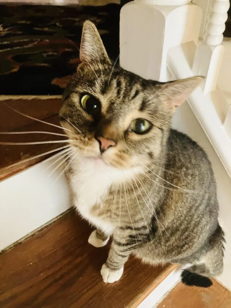 An adult medium-sized female Black & White / Tuxedo American Shorthair cat named Cleo & Sons for adoption in Hasbrouck Heights, NJ