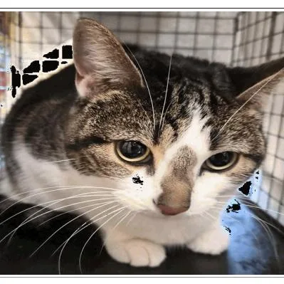An adult medium-sized female Brown / Chocolate Domestic Short Hair cat named Mystic for adoption in Tampa, FL