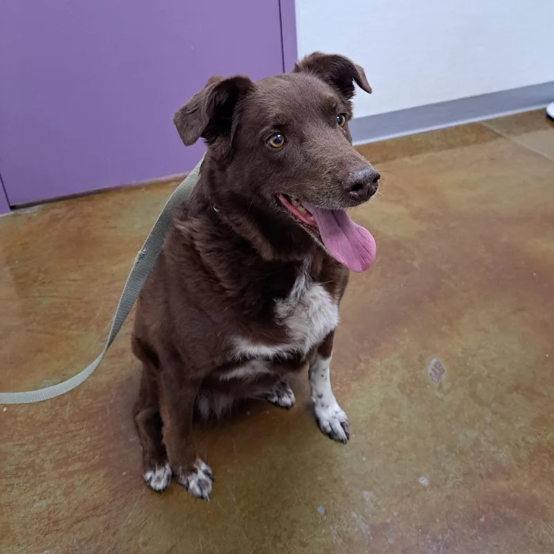 A senior large-sized female Brown / Chocolate Cattle Dog dog named Juju for adoption in Albuquerque, NM