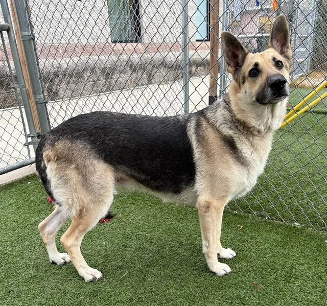 An adult medium-sized female Mixed Breed dog named Clover for adoption in Columbia, SC