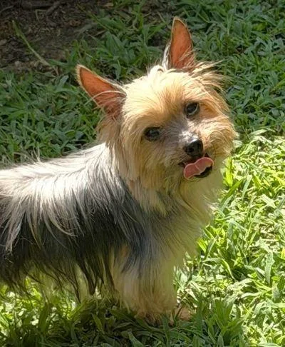 An adult small-sized male Yorkshire Terrier dog named Theo for adoption in Arlington, VA