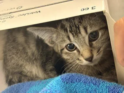 A baby small-sized male Domestic Short Hair cat named Dimbe for adoption in Memphis, TN