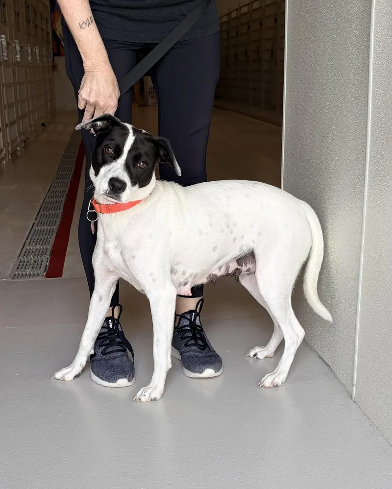 An adult large-sized female Terrier dog named July for adoption in Chicago, IL