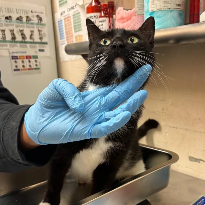 A young medium-sized female Black Domestic Short Hair cat named Paprika for adoption in Birmingham, AL
