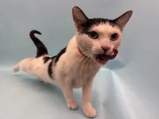 An adult small-sized female Domestic Short Hair cat named Toriyama for adoption in Coon Rapids, MN