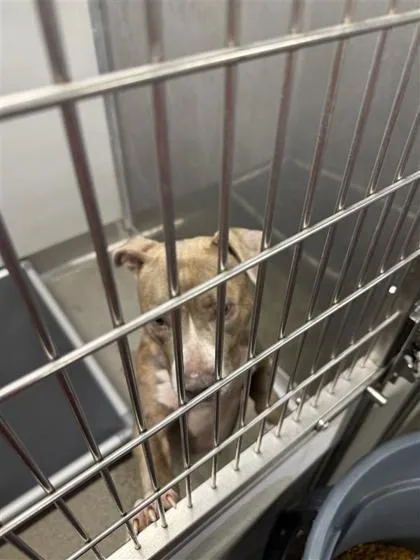 An adult medium-sized female Mixed Breed dog named Nyla for adoption in West Chester, PA