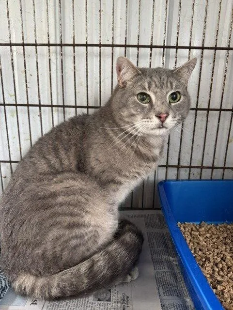 An adult large-sized male Domestic Short Hair cat named Neptune for adoption in Apollo, PA