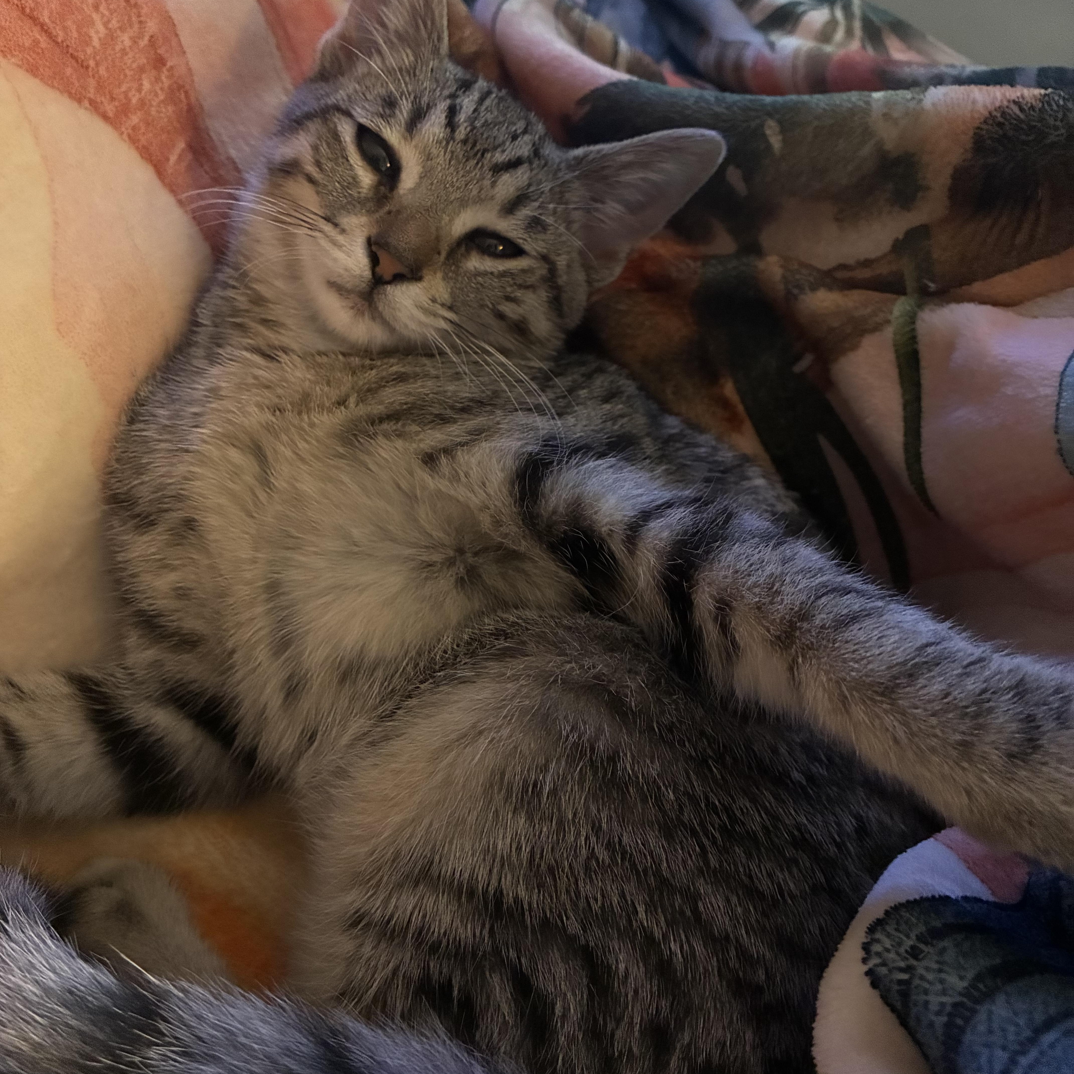 A baby small-sized female Tabby (Buff / Tan / Fawn) Domestic Short Hair cat named Indierock for adoption in Pittsburgh, PA