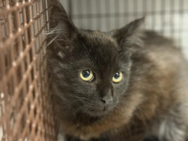 A baby small-sized female Domestic Short Hair cat named Evian for adoption in Los Angeles, CA
