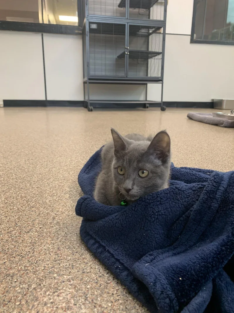 A baby medium-sized female Gray / Blue / Silver Domestic Short Hair cat named Cinderella for adoption in Sanford, FL