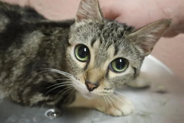 A young medium-sized female Domestic Short Hair cat named Sister for adoption in Columbia, SC