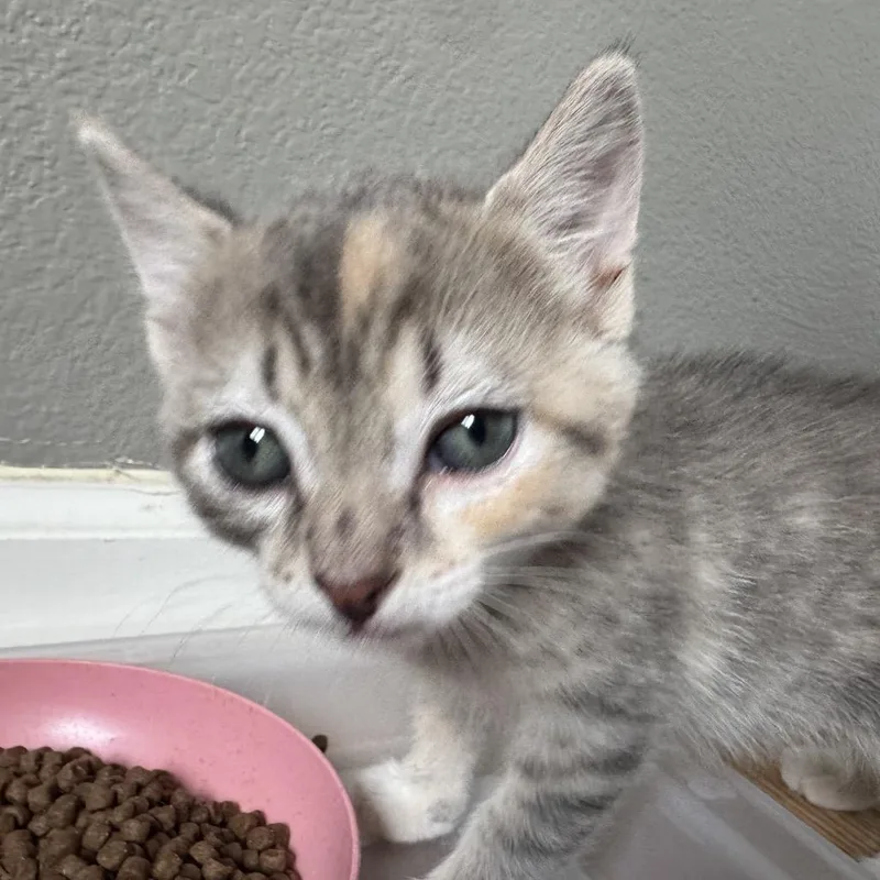 A baby small-sized female Tortoiseshell Domestic Short Hair cat named Angie for adoption in Keizer, OR