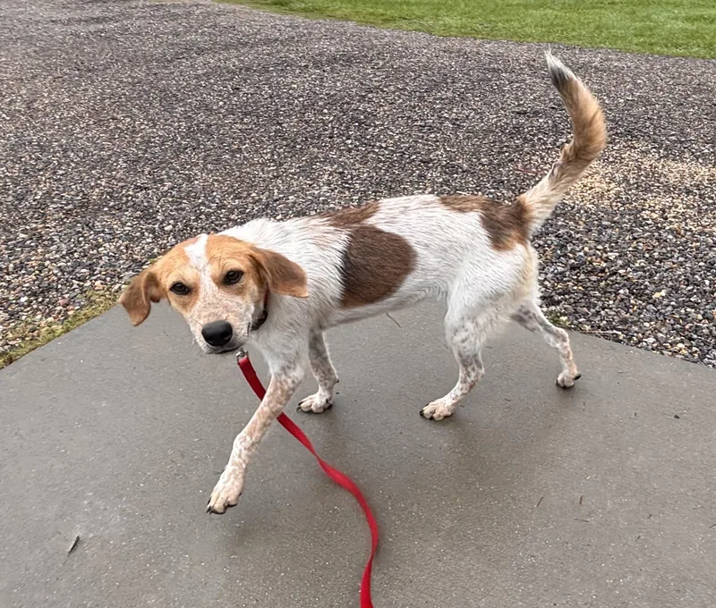 A baby medium-sized female White / Cream Hound dog named Swiper for adoption in Lexington, MA
