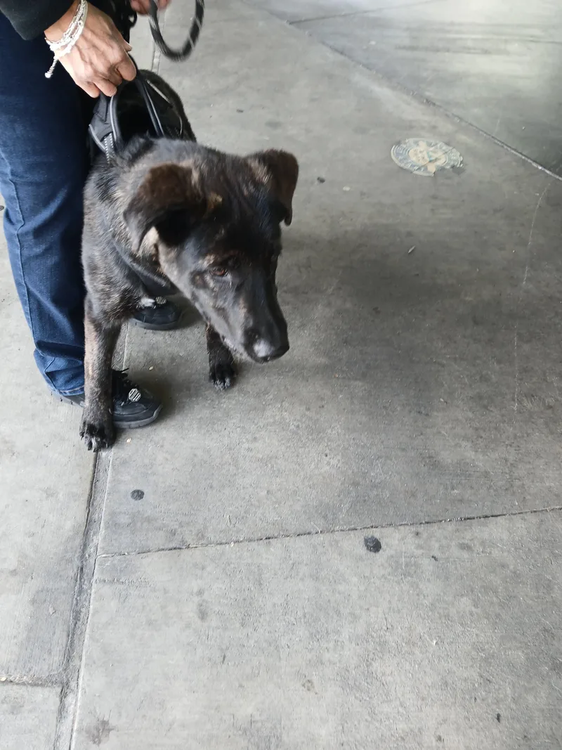 A young large-sized male German Shepherd Dog dog named Frank Gallagher for adoption in Los Angeles, CA