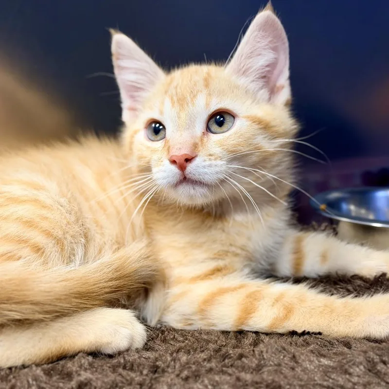 A baby medium-sized male Orange / Red Domestic Short Hair cat named Jake for adoption in Manahawkin, NJ